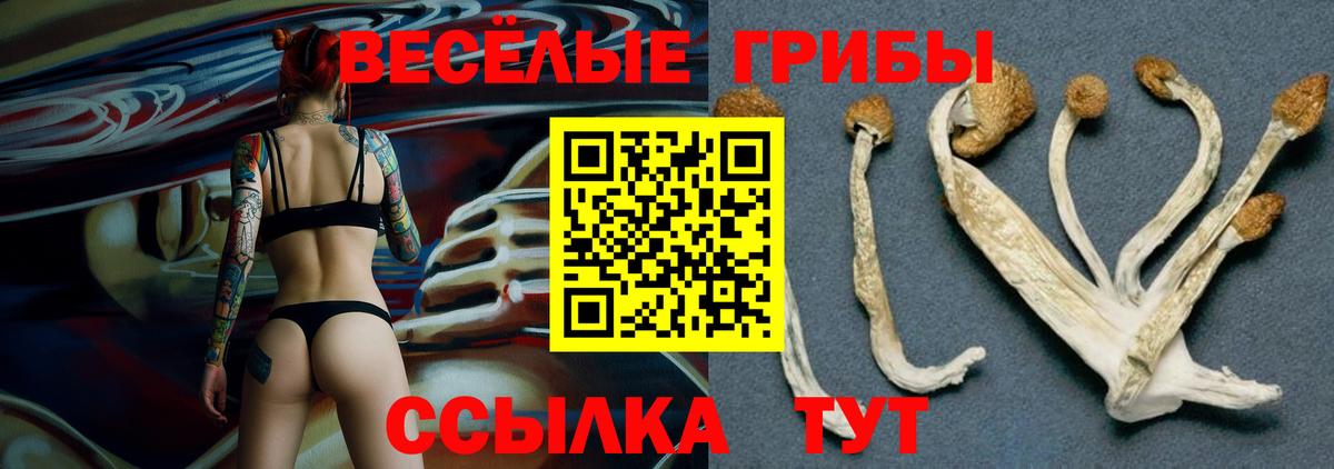 Псилоцибиновые грибы Cubensis Новочебоксарск